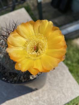 Acanthocalycium glaucum
